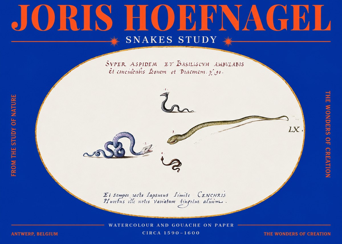 Joris Hoefnagel Studies of Serpents No4 - Affiche