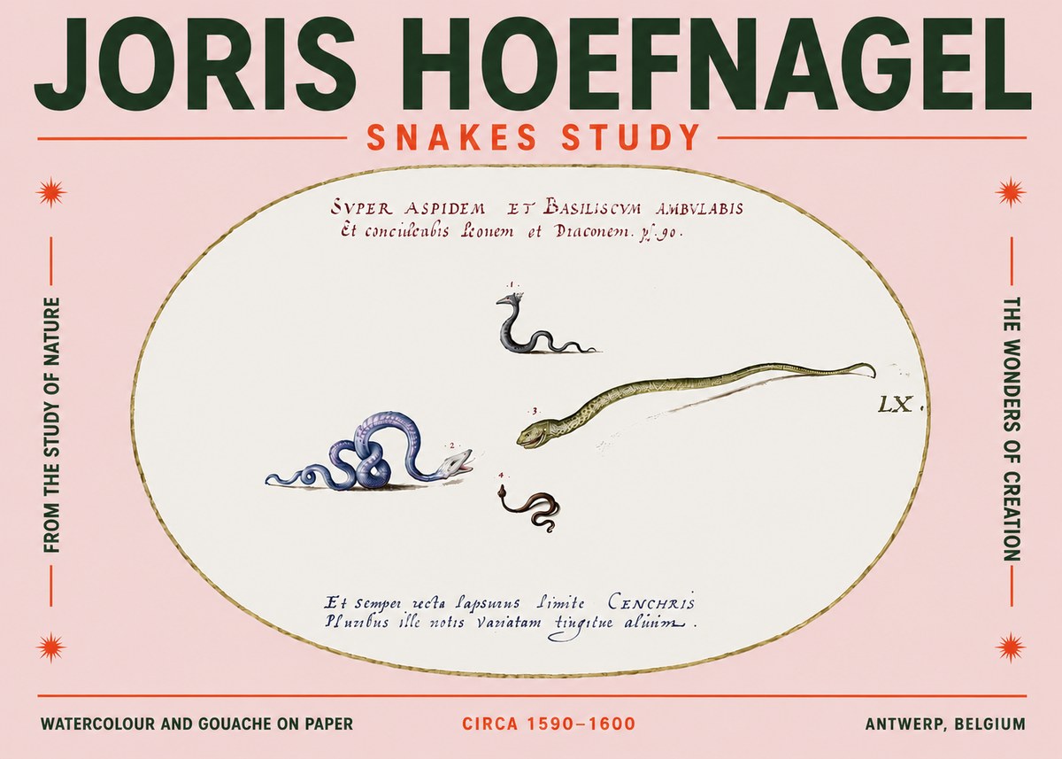 Joris Hoefnagel Studies of Serpents No5 - Affiche