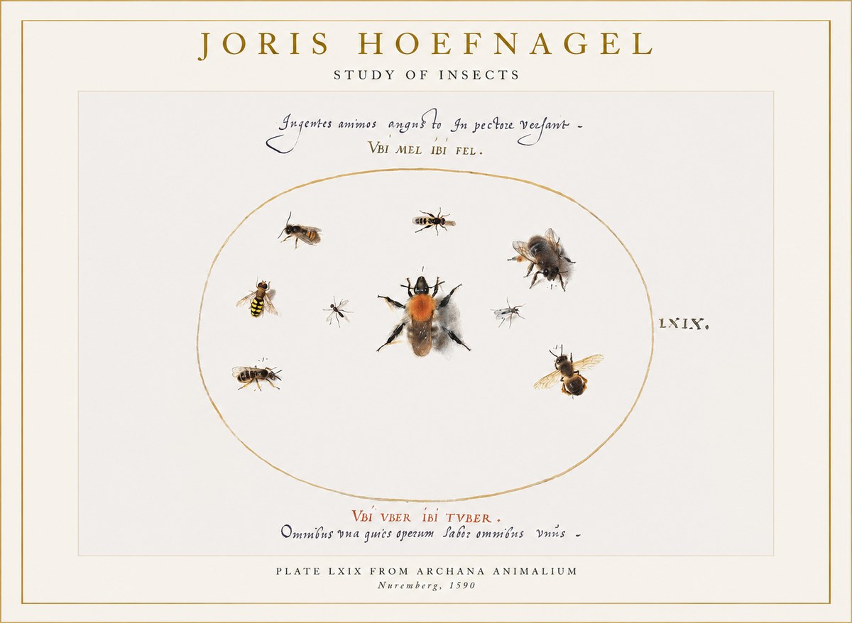 Joris Hoefnagel Insects Study II No6 - Affiche