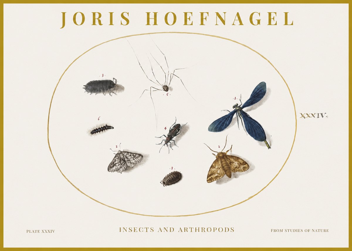 Joris Hoefnagel Insects and Arthropods No1 - Affiche
