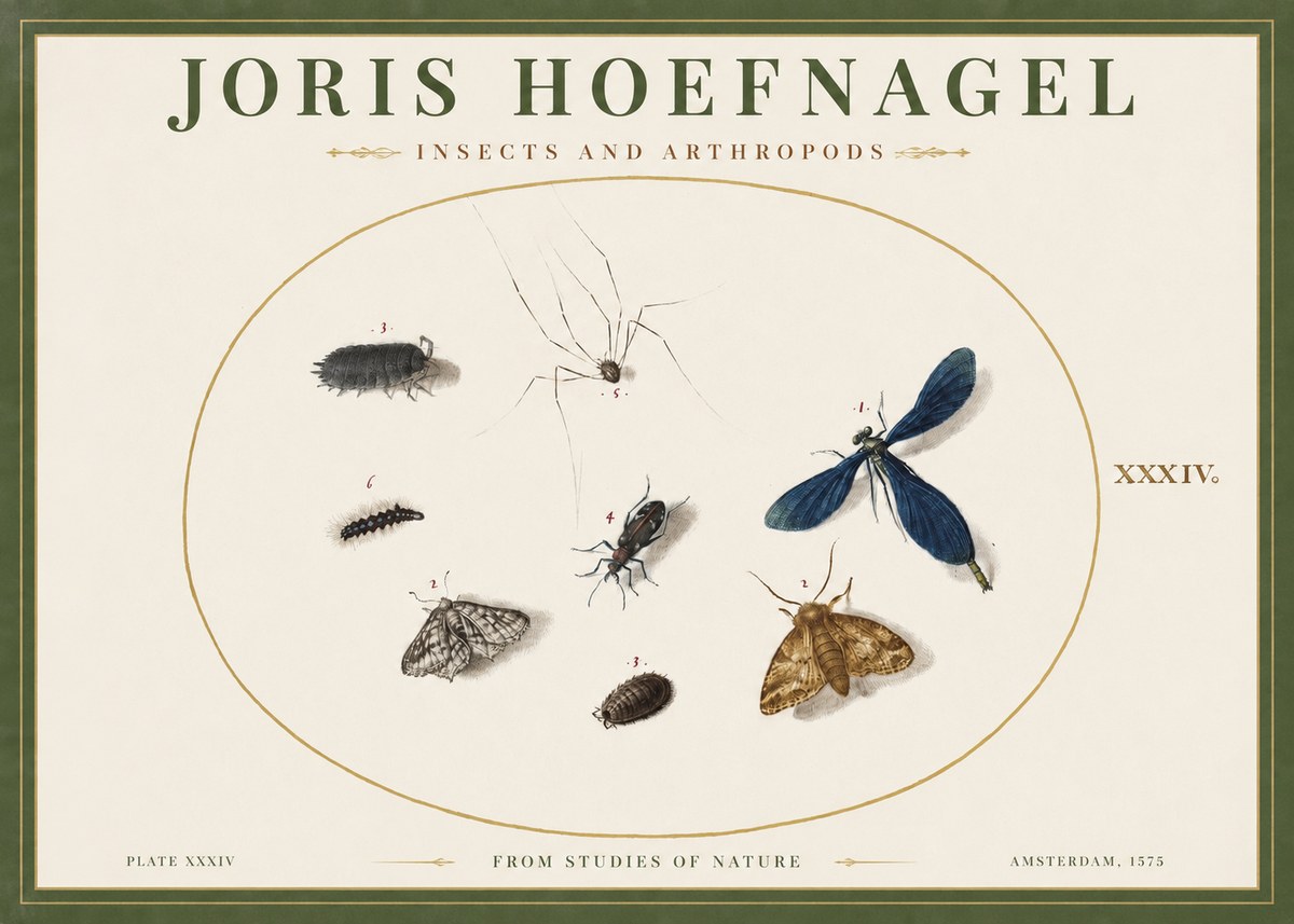 Joris Hoefnagel Insects and Arthropods No2 - Affiche