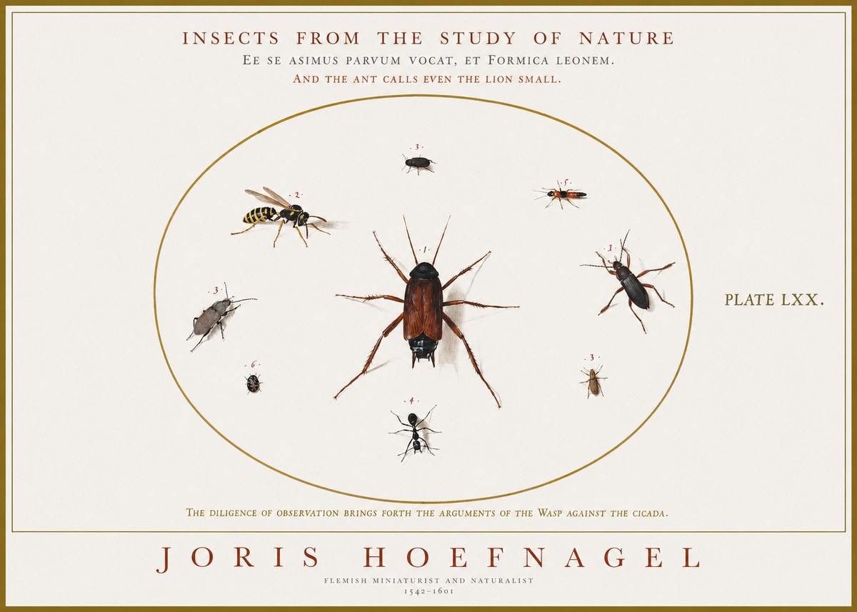 Joris Hoefnagel Insects from the Study of Nature No1 - Affiche