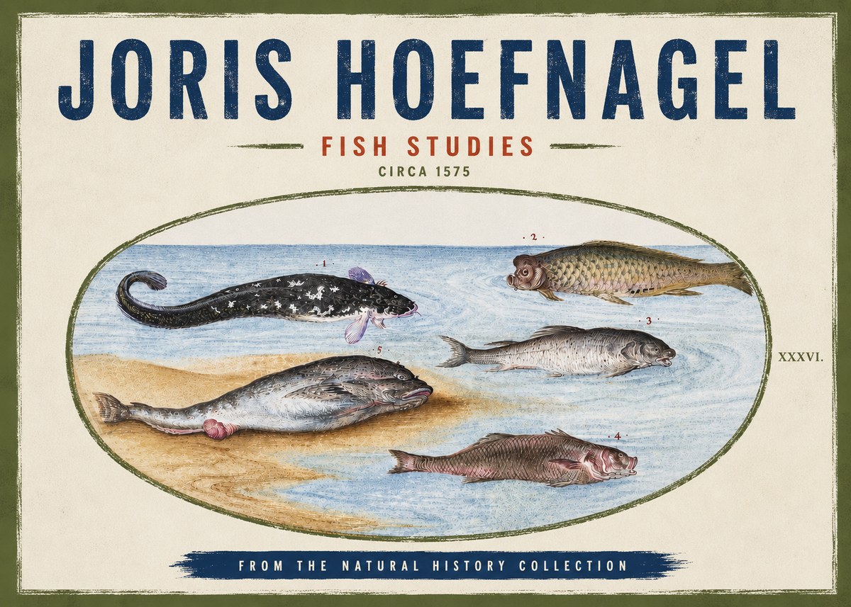 Joris Hoefnagel Fish Studies No4 - Affiche