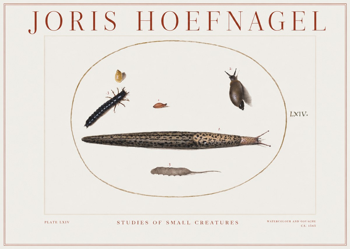 Joris Hoefnagel Plate Lxiv No2 - Affiche