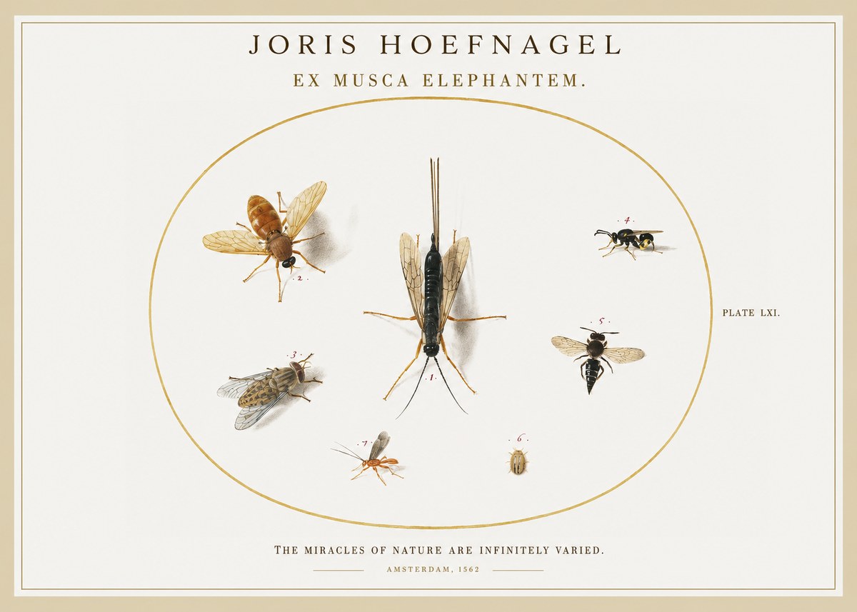 Joris Hoefnagel Ex Mvsca Elephantem. No2 - Affiche