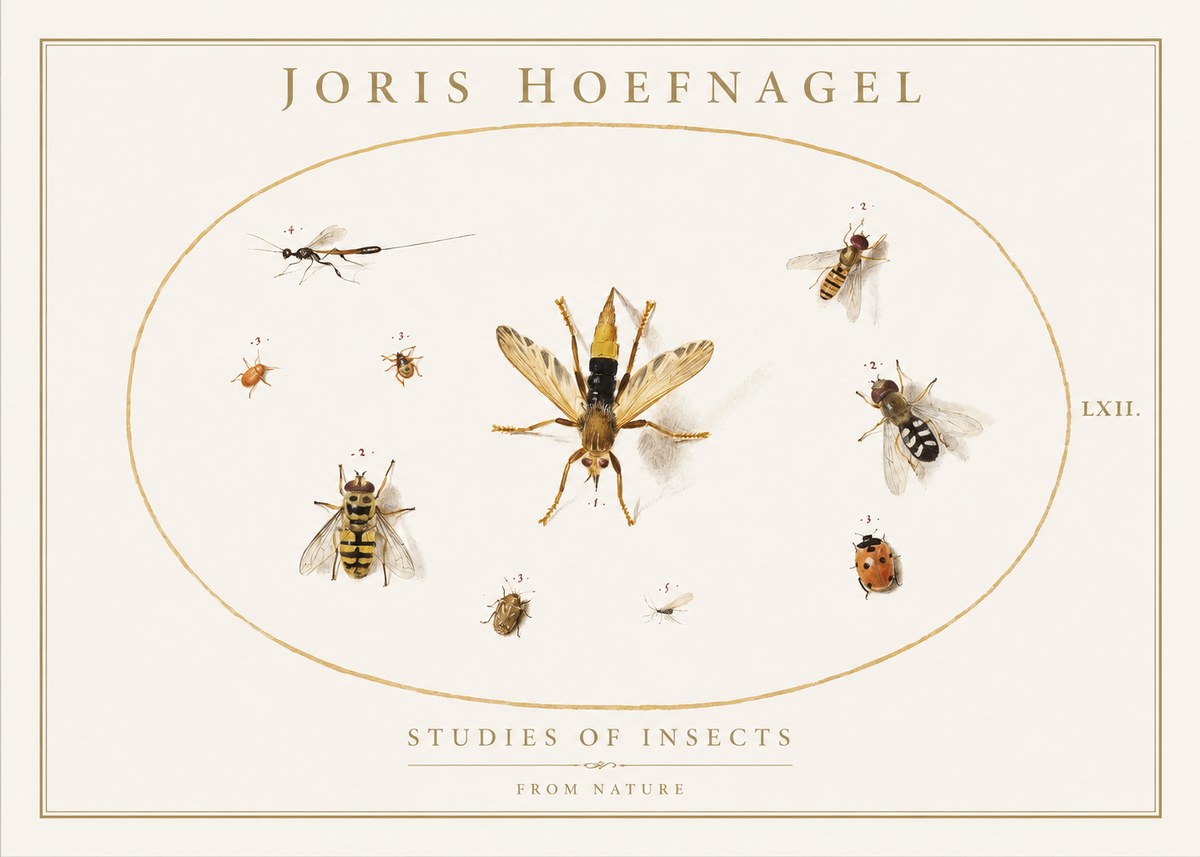 Joris Hoefnagel Studies of Insects IV No1 - Affiche