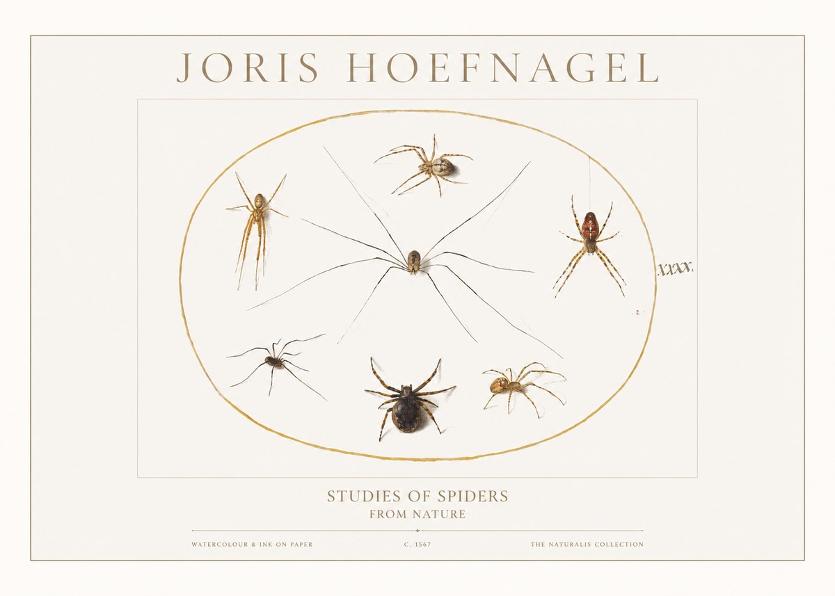 Joris Hoefnagel Studies of Spiders from Nature No1 - Affiche