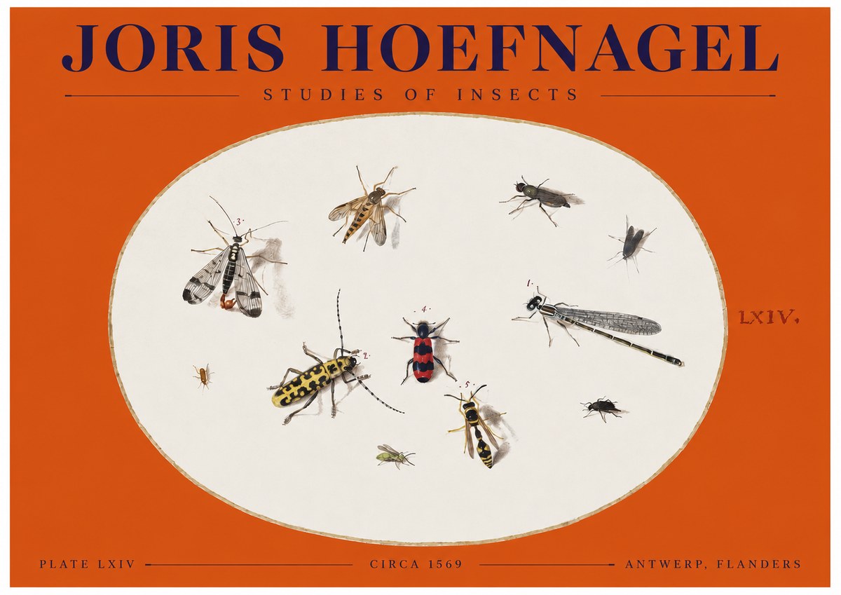 Joris Hoefnagel Studies of Insects - Plate Lxiv No2 - Affiche