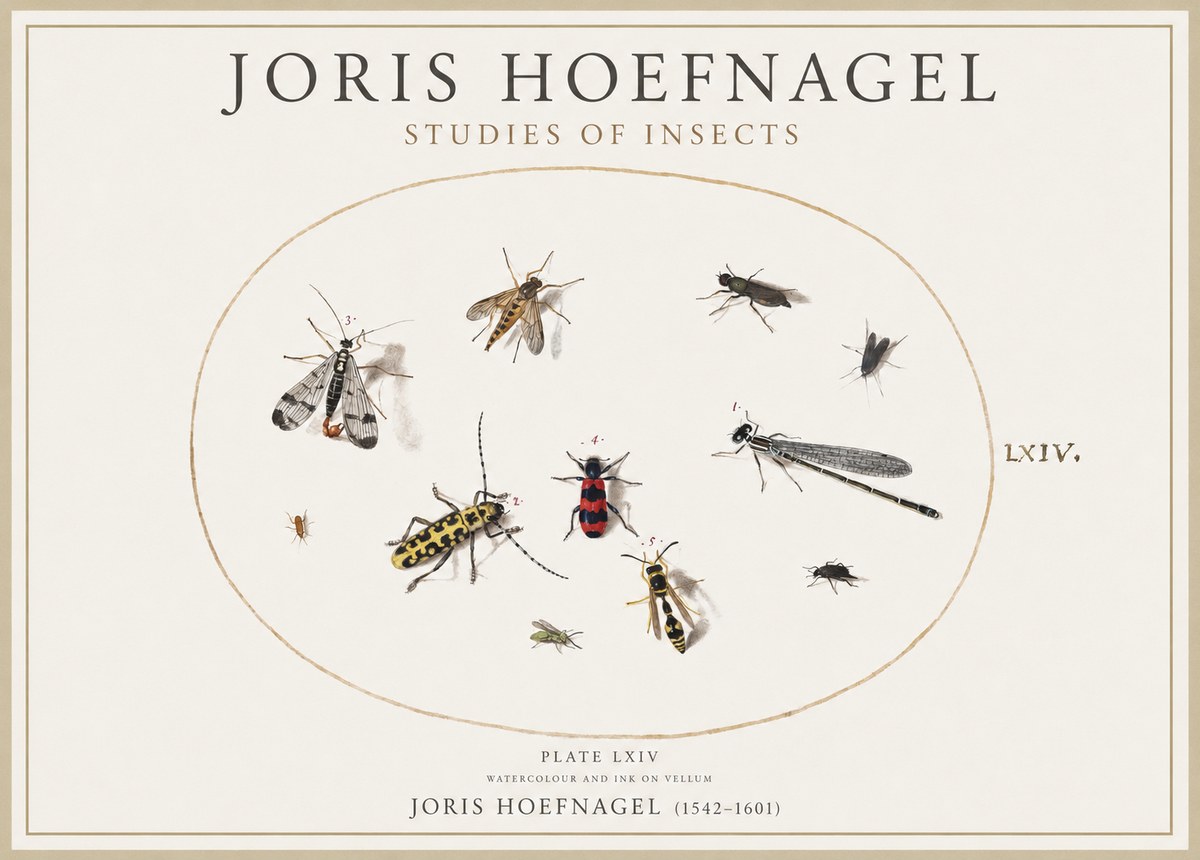 Joris Hoefnagel Studies of Insects - Plate Lxiv No4 - Affiche