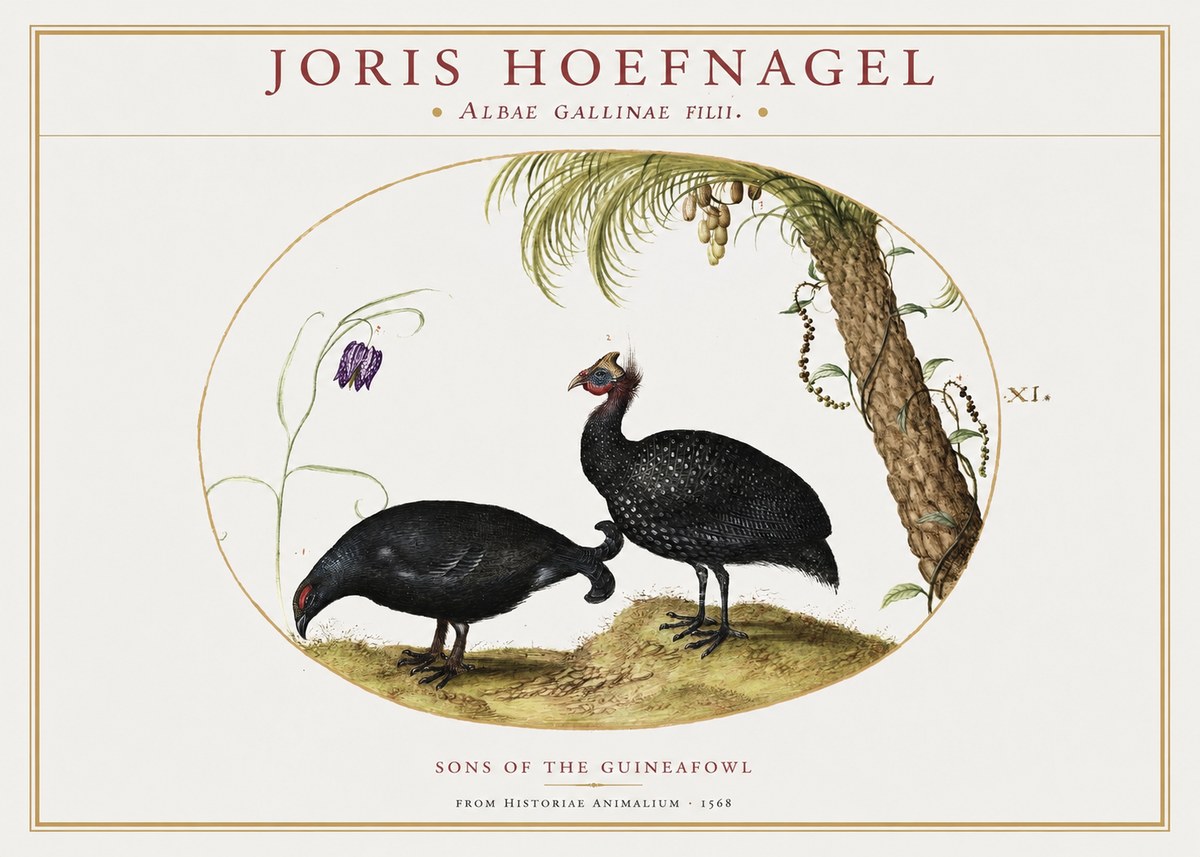 Joris Hoefnagel Albae Gallinae Filii. No2 - Affiche
