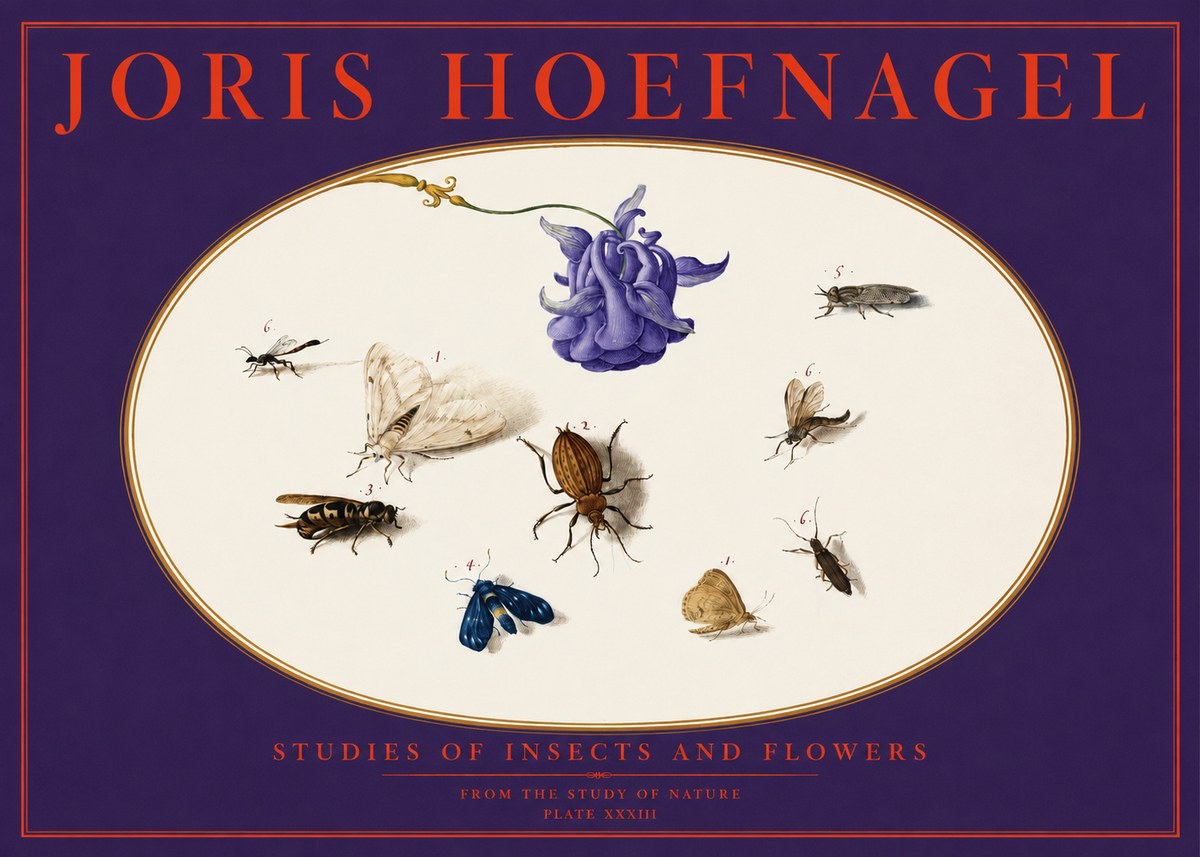 Joris Hoefnagel Studies of Insects and Flowers No6 - Affiche