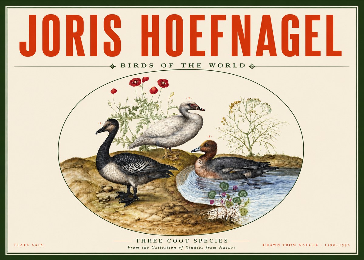 Joris Hoefnagel Three Coot Species No2 - Affiche