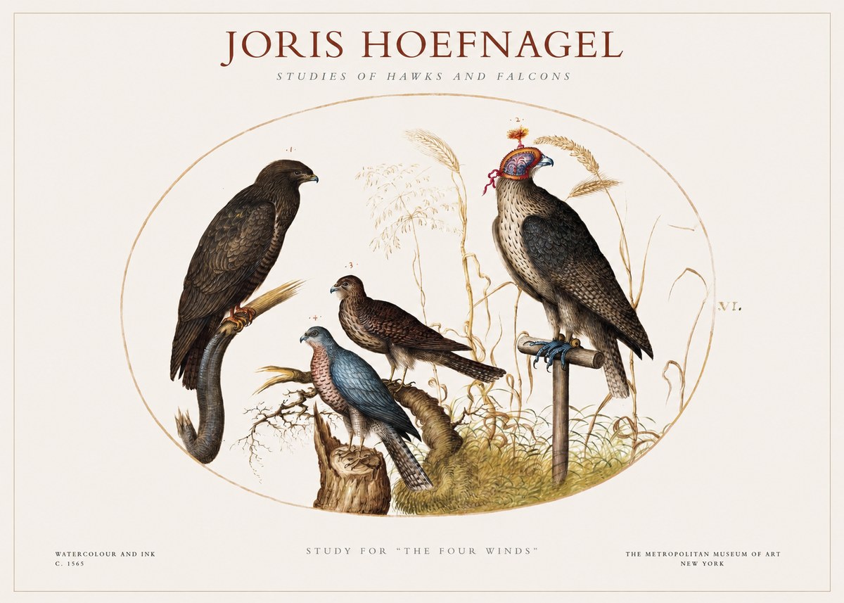 Joris Hoefnagel Studies of Hawks and Falcons No1 - Affiche