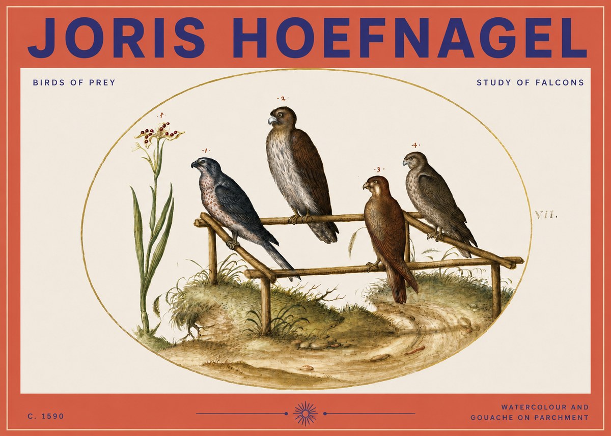 Joris Hoefnagel Study of Falcons No3 - Affiche