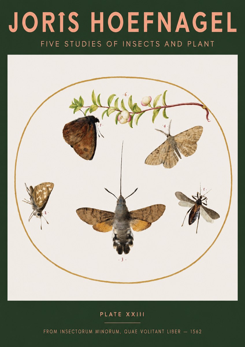 Joris Hoefnagel Five Studies of Insects and Plant No3 - Affiche