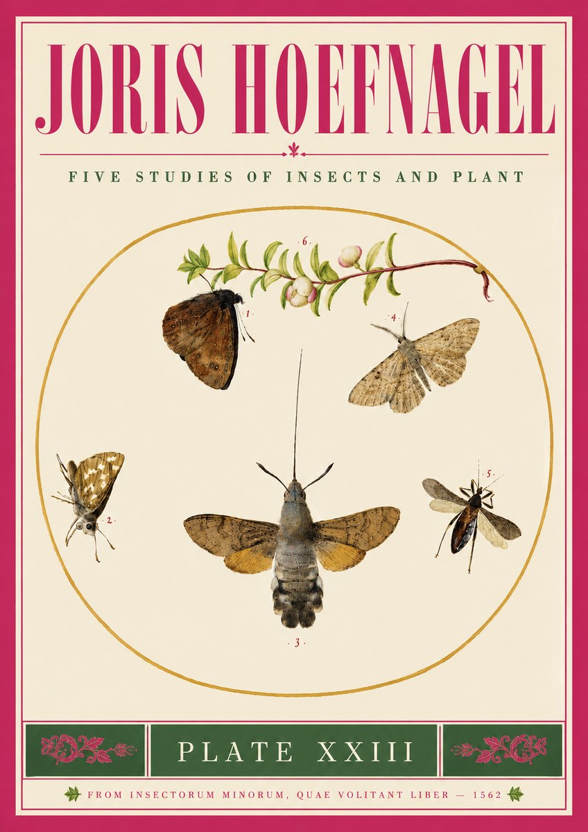 Joris Hoefnagel Five Studies of Insects and Plant No5 - Affiche