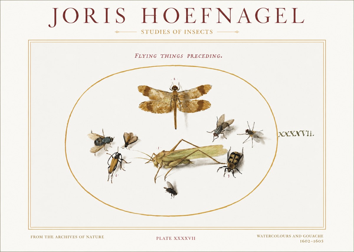 Joris Hoefnagel Flying Things Preceding. No1 - Affiche