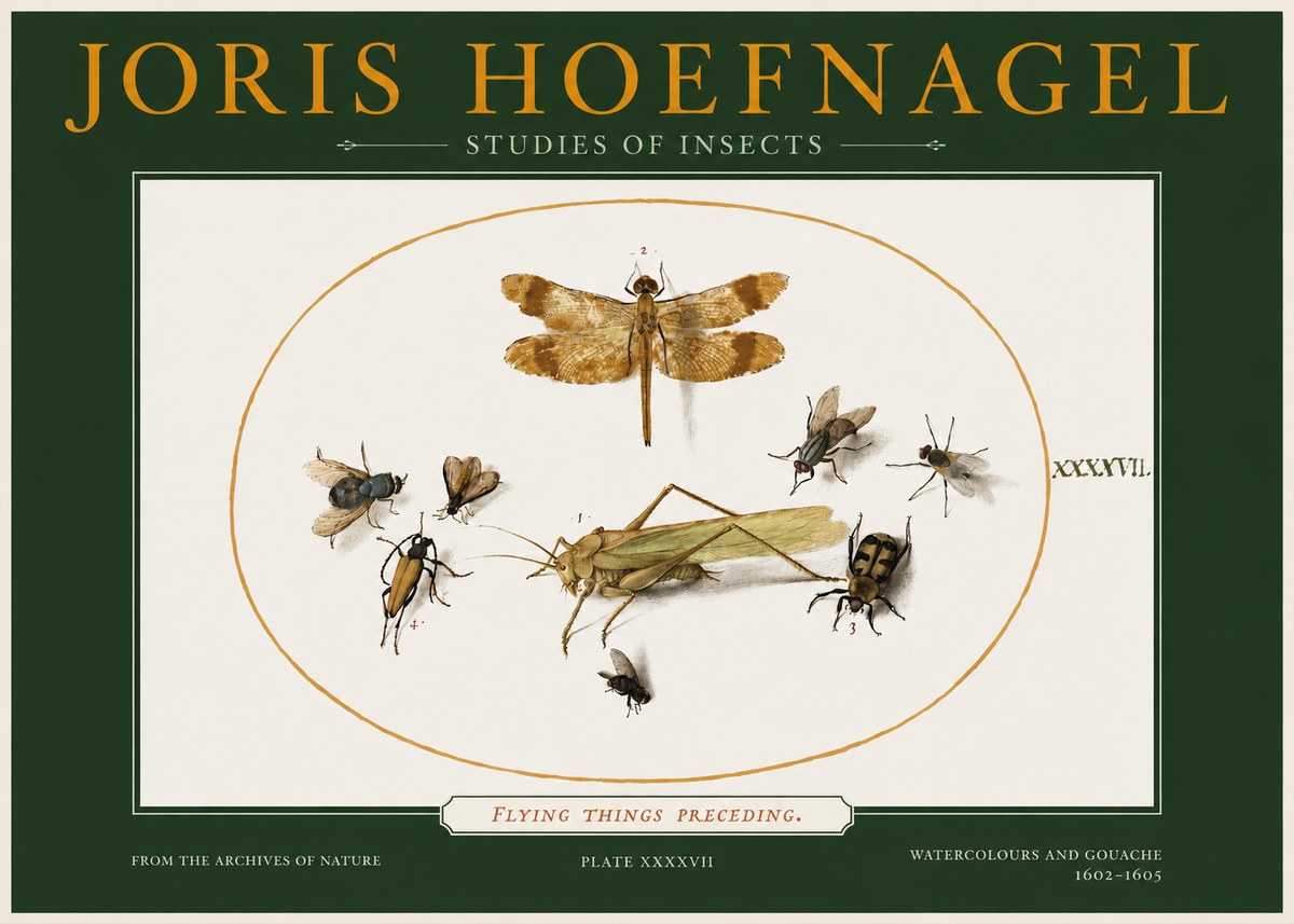 Joris Hoefnagel Flying Things Preceding. No2 - Affiche