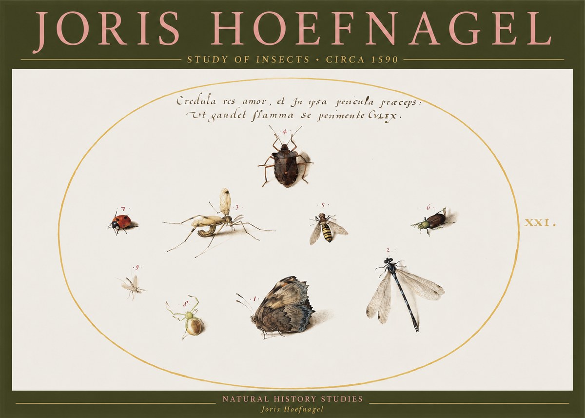 Joris Hoefnagel Study of Insects • Circa 1590 No2 - Affiche