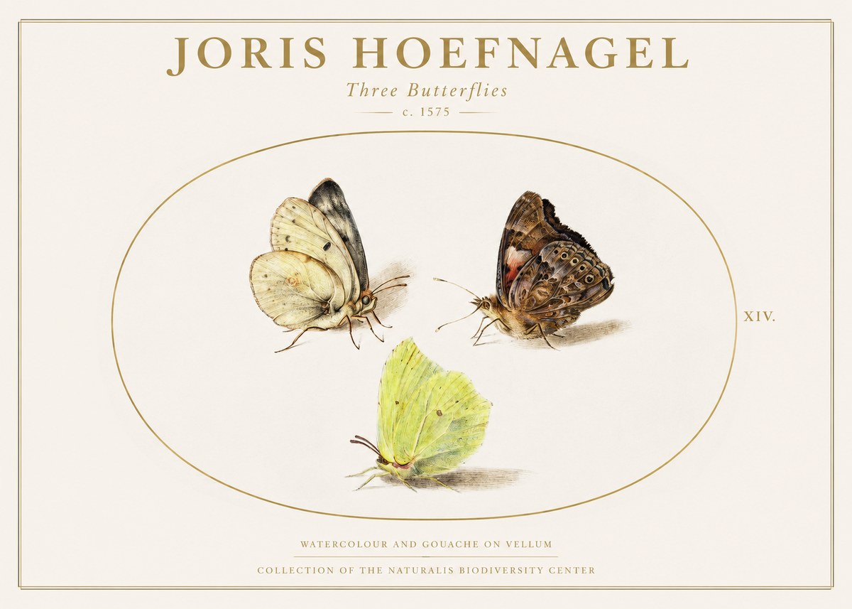 Joris Hoefnagel Three Butterflies II No1 - Affiche