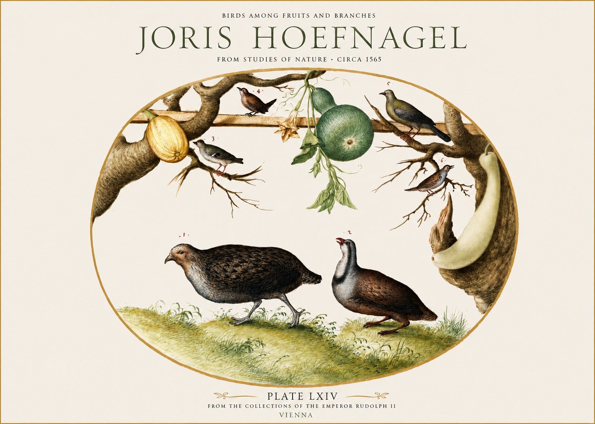 Joris Hoefnagel Birds Among Fruits and Branches No1 - Affiche