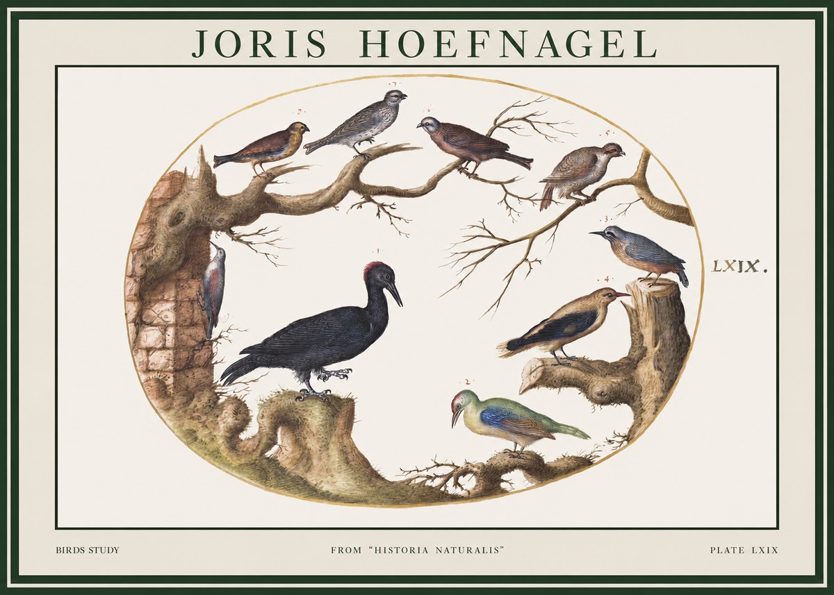 Joris Hoefnagel Birds in an Oval Frame No2 - Affiche