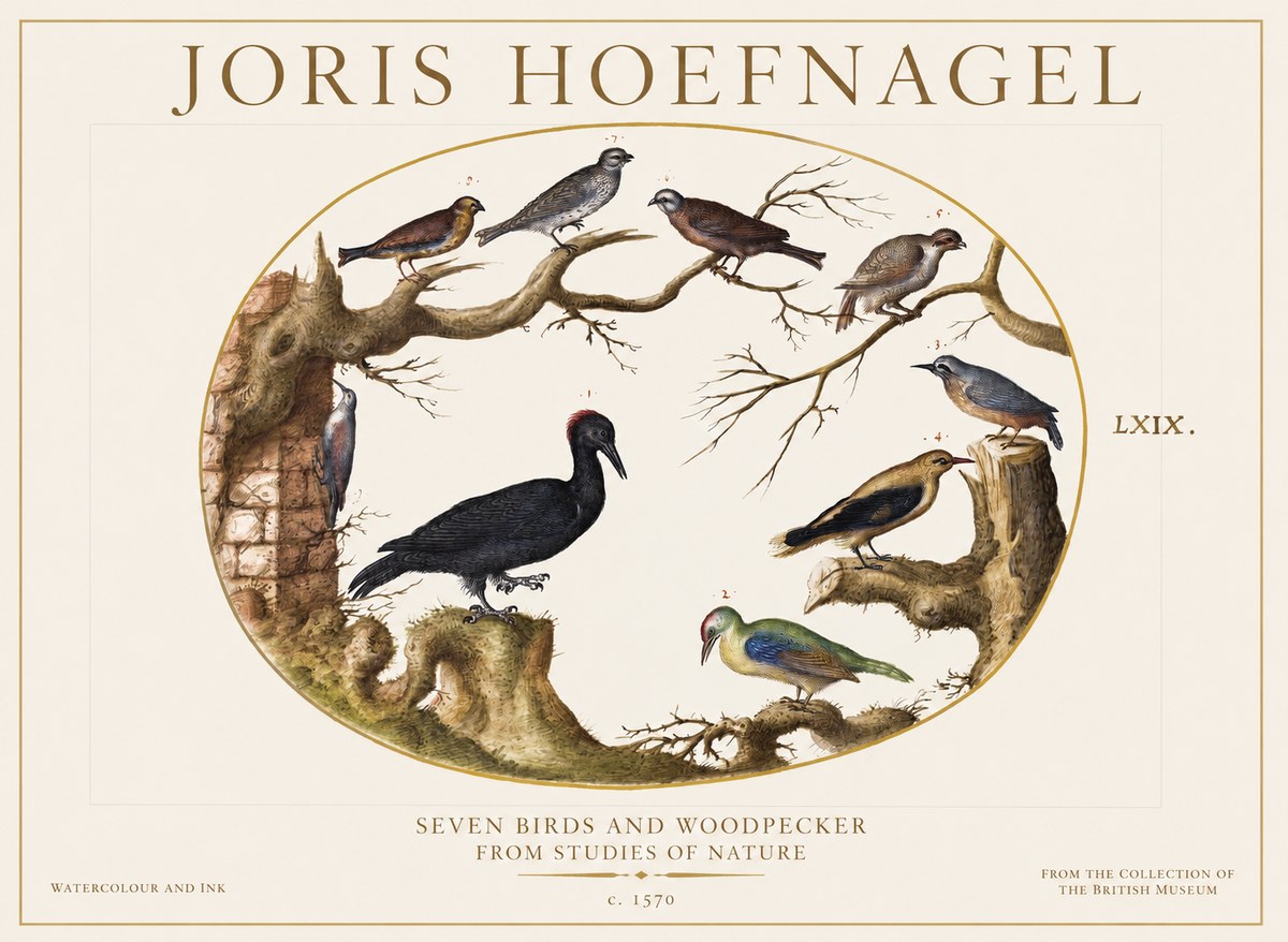 Joris Hoefnagel Birds in an Oval Frame No6 - Affiche