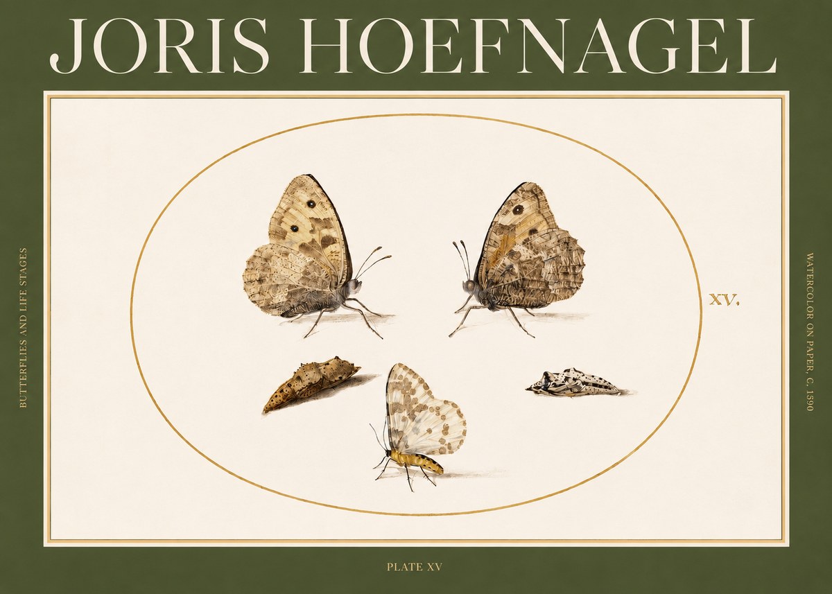 Joris Hoefnagel Butterflies and Life Stages - Plate Xv No2 - Affiche
