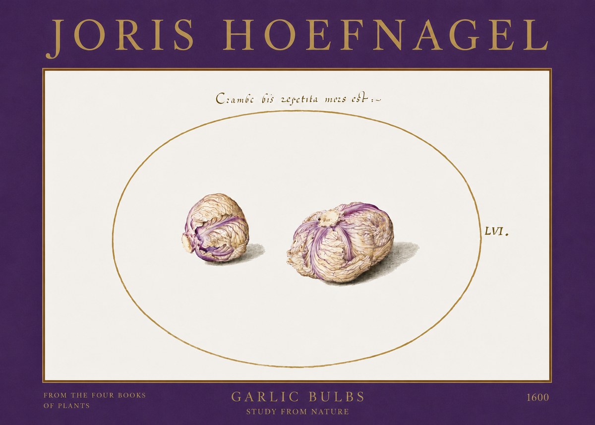 Joris Hoefnagel Garlic Bulbs Study from Nature No2 - Affiche