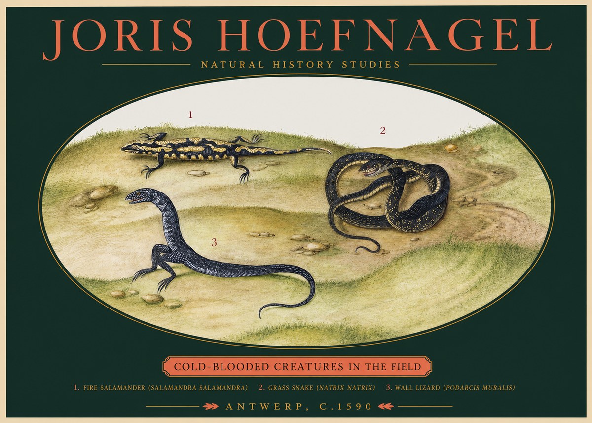 Joris Hoefnagel Cold-blooded Creatures in the Field No2 - Affiche