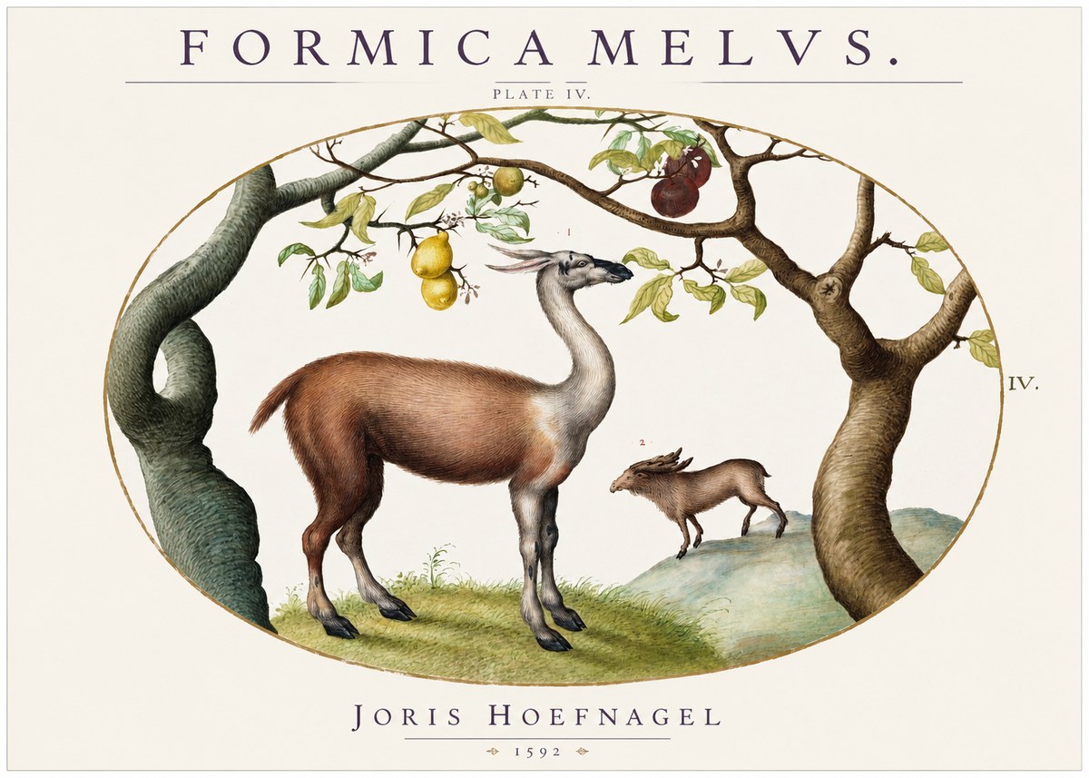 Joris Hoefnagel Formicamelus. No2 - Affiche