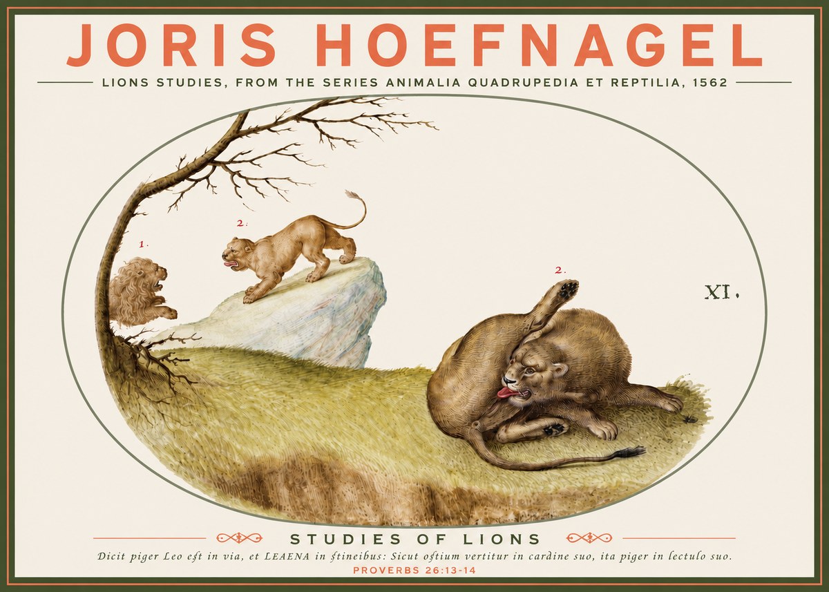 Joris Hoefnagel Lions Studies No3 - Affiche