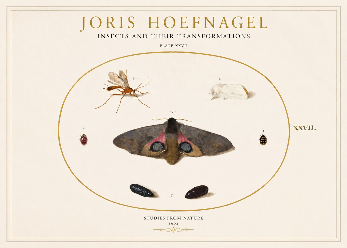 Joris Hoefnagel Insects and Their Transformations - Plate Xxvii No1 - Affiche