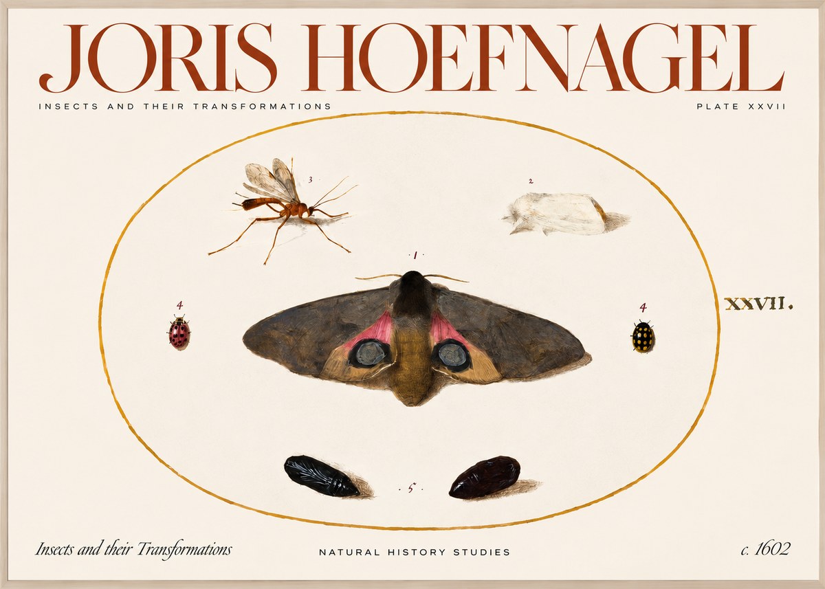Joris Hoefnagel Insects and Their Transformations - Plate Xxvii No2 - Affiche