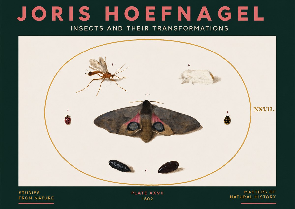Joris Hoefnagel Insects and Their Transformations - Plate Xxvii No3 - Affiche