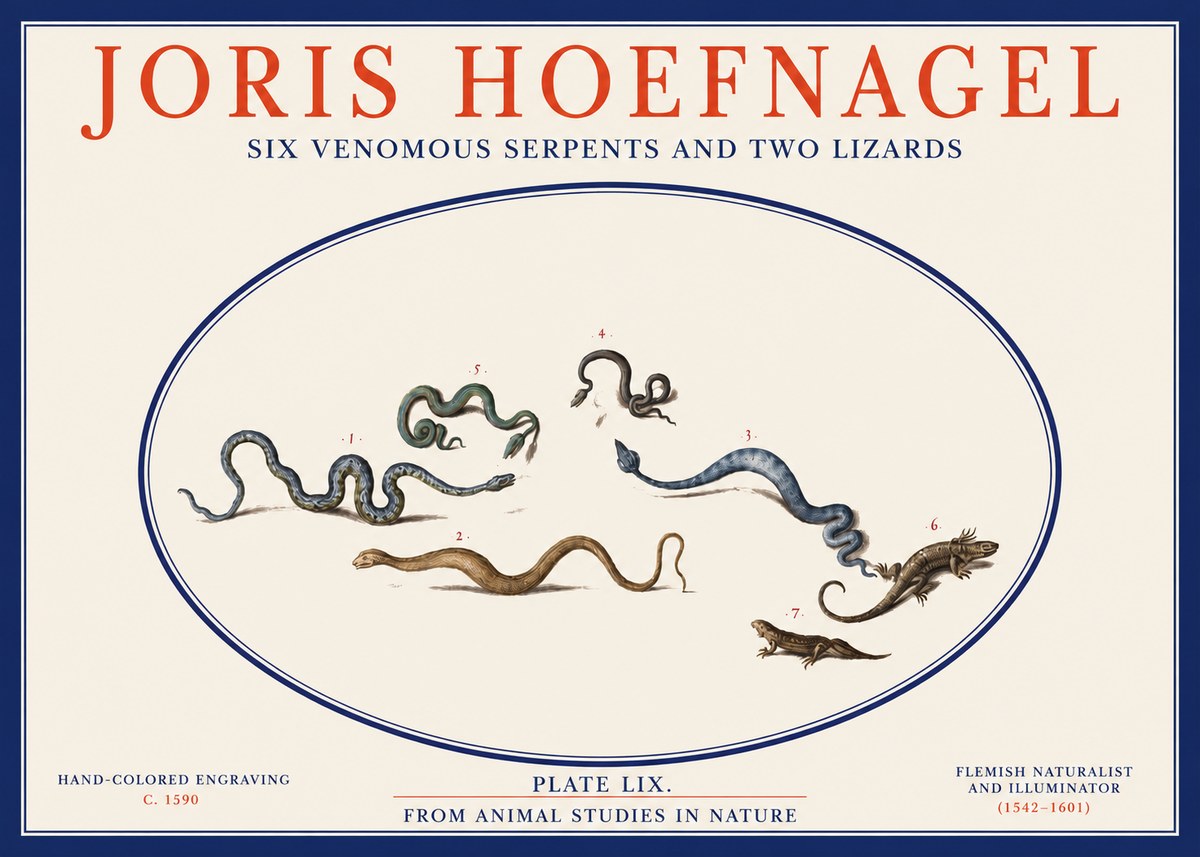 Joris Hoefnagel Six Venomous Serpents and Two Lizards No2 - Affiche
