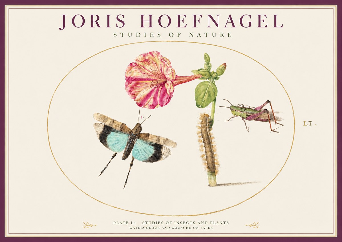 Joris Hoefnagel Plate L1. Studies of Insects and Plants No1 - Affiche