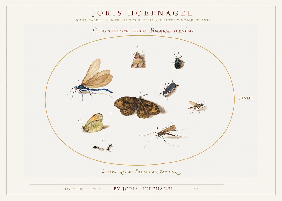 Joris Hoefnagel Cicada Cicadae Chara Formicae Formica. No1 - Affiche
