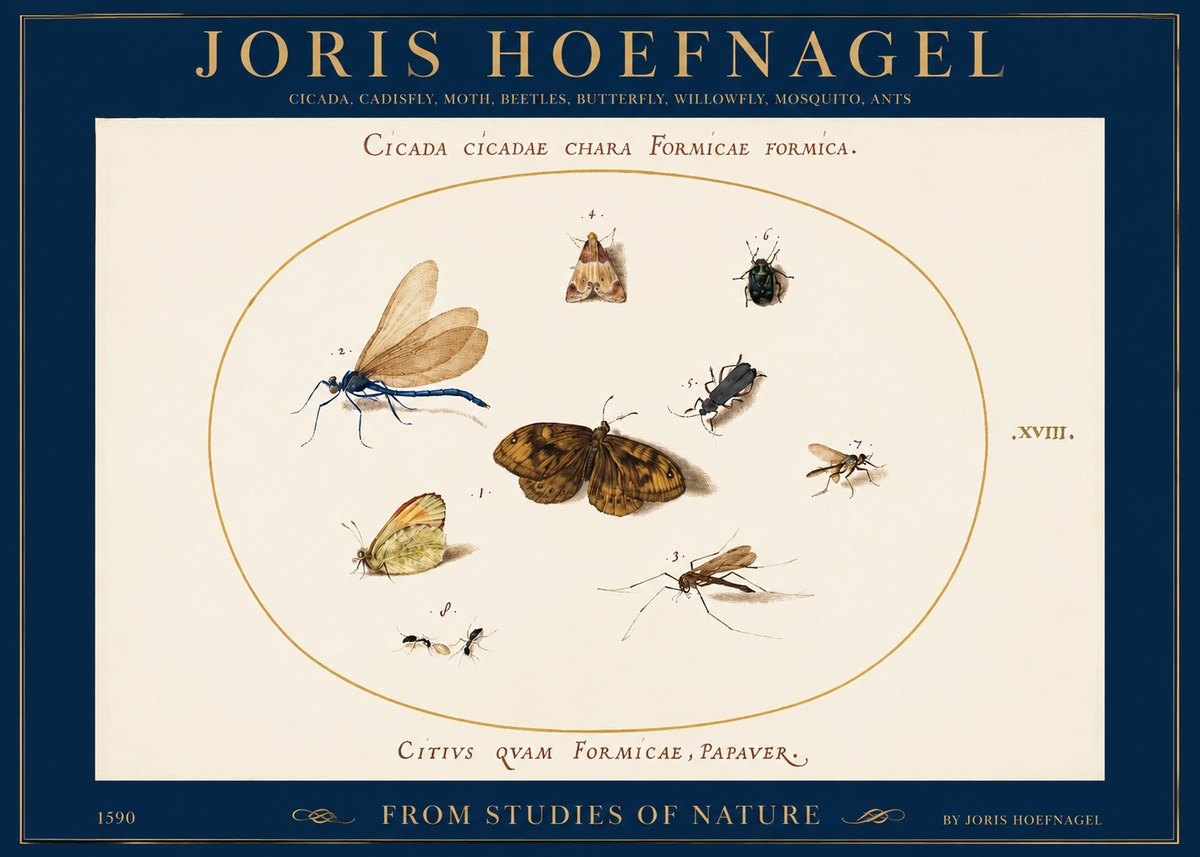 Joris Hoefnagel Cicada Cicadae Chara Formicae Formica. No2 - Affiche