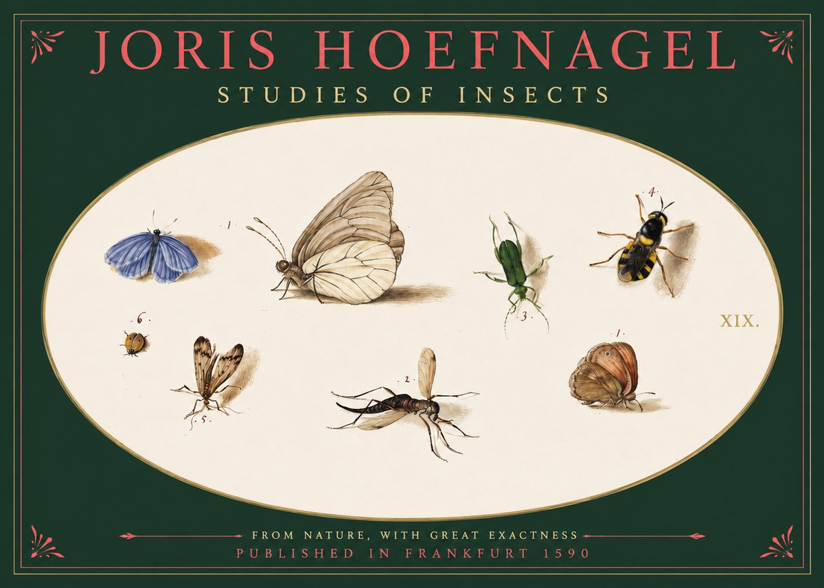 Joris Hoefnagel Studies of Insects V No2 - Affiche