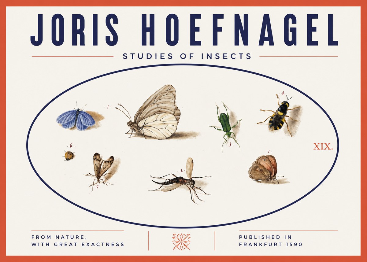 Joris Hoefnagel Studies of Insects V No3 - Affiche