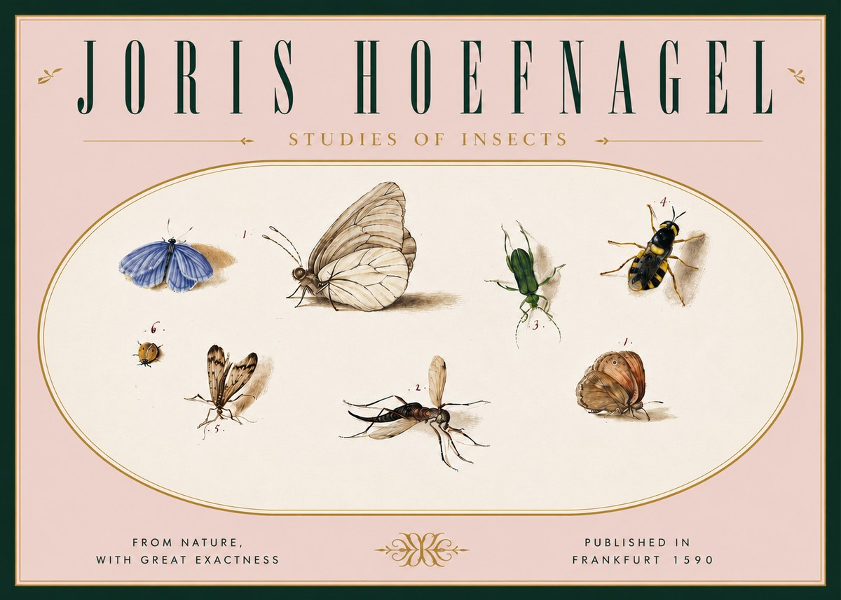 Joris Hoefnagel Studies of Insects V No6 - Affiche