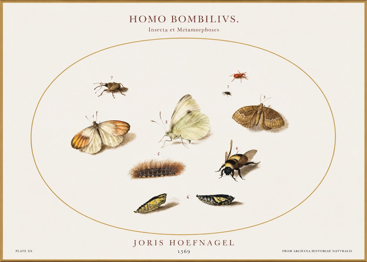 Joris Hoefnagel Homo Bombilivs. Insecta Et Metamorphoses No1 - Affiche