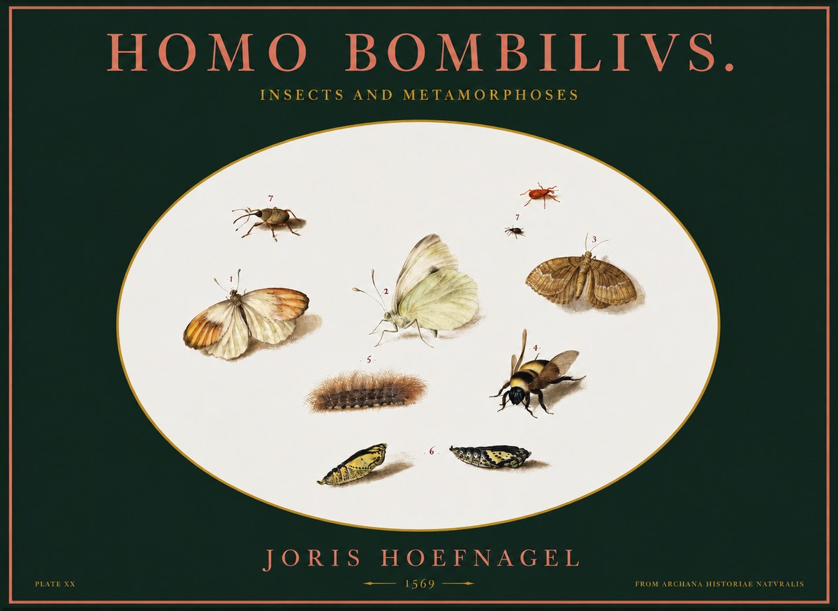 Joris Hoefnagel Homo Bombilivs. Insecta Et Metamorphoses No2 - Affiche