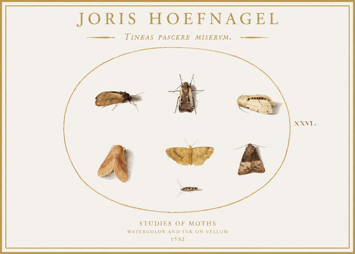 Joris Hoefnagel Studies of Moths II No1 - Affiche