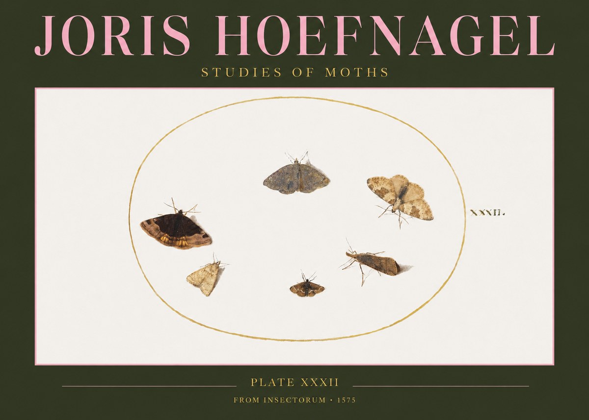 Joris Hoefnagel Studies of Moths III No2 - Affiche