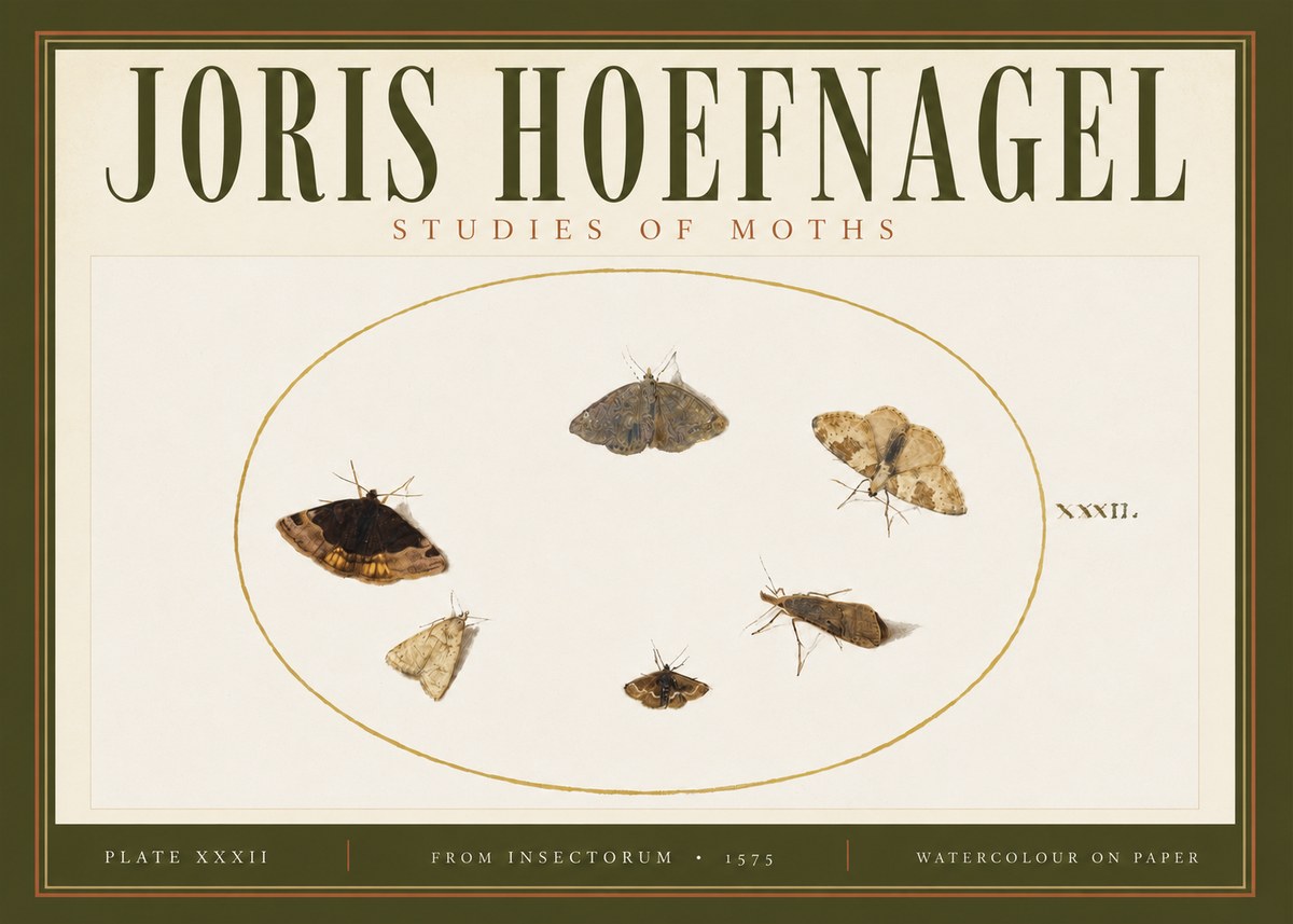 Joris Hoefnagel Studies of Moths III No4 - Affiche