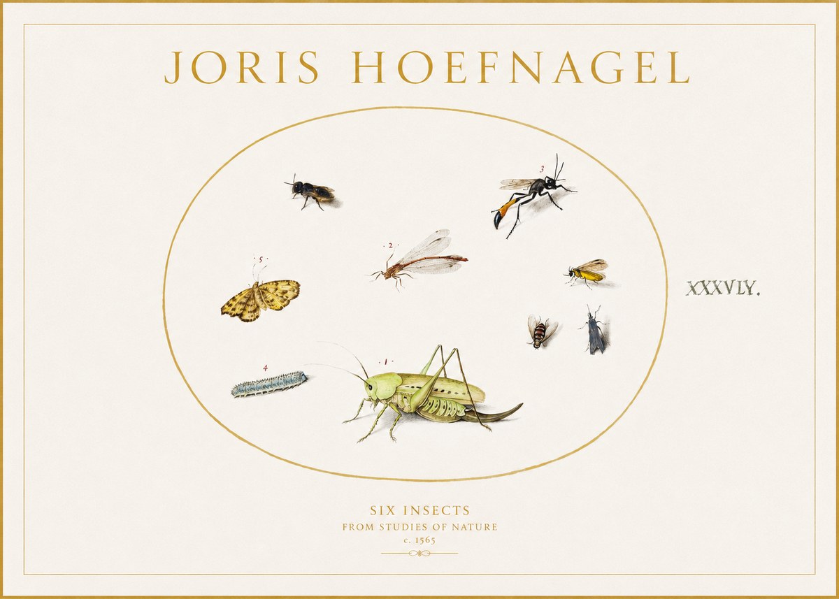 Joris Hoefnagel Six Insects from Studies of Nature C. 1565 No1 - Affiche