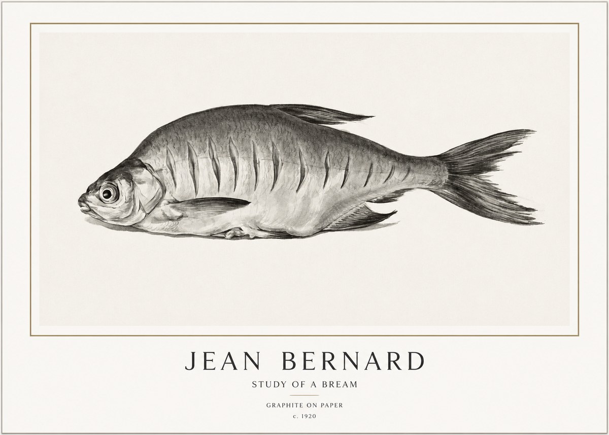 Jean Bernard Study of a Bream No1 - Affiche