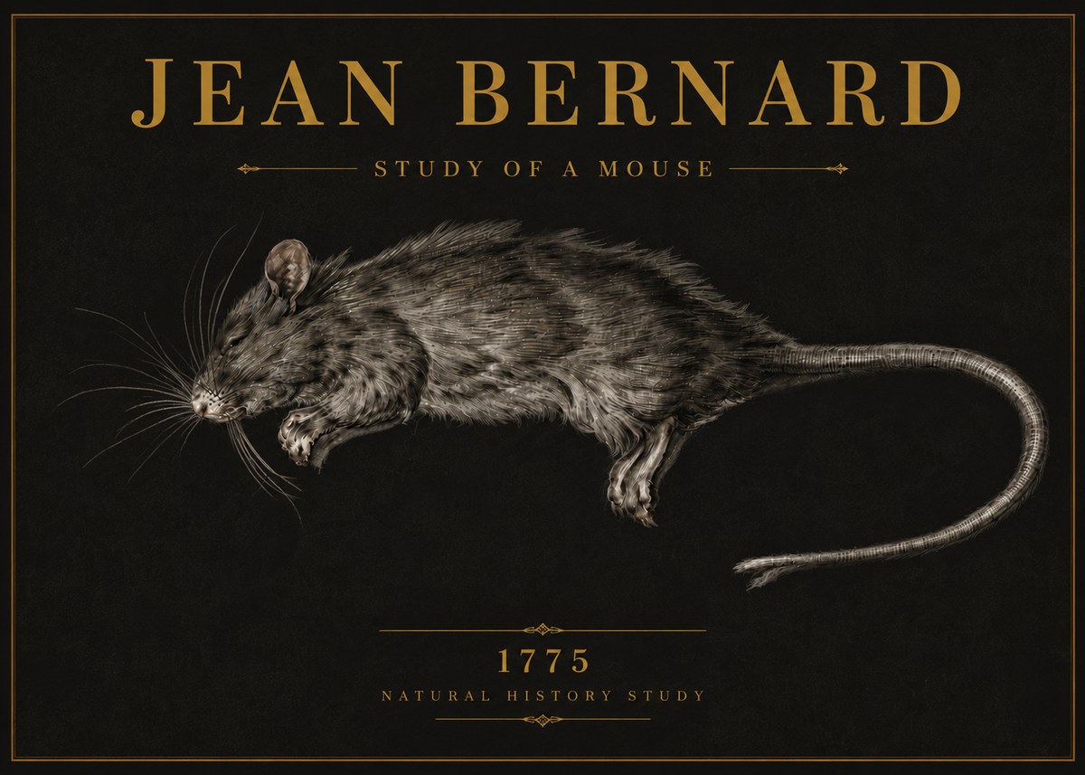 Jean Bernard Study of a Mouse II No6 - Affiche